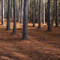 Will trees grow back after forestry mulching?