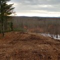 Forestry Mulching In Portland, OR: Why Professional Tree Service Matters
