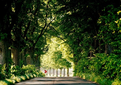 Efficient Tree Management with Crane-Assisted Tree Removal