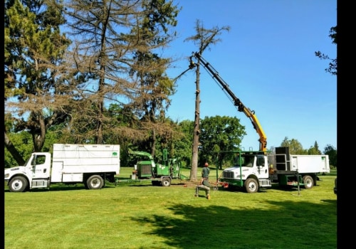 The Benefits Of Forestry Mulching: Paradise Valley's Go-to Professional Tree Service